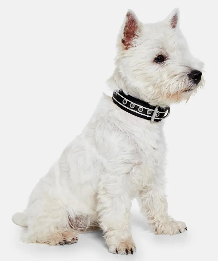 Dog Collar Small 8211 Black Accessories Ilse Jacobsen Vov and Vuf